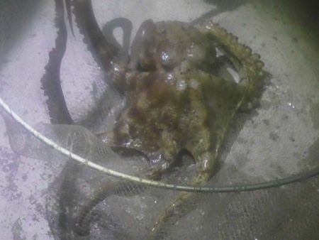 タコ、メバルなど